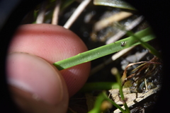 Plantago maritima juncoides