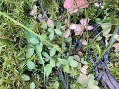 Lysimachia europaea