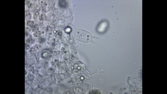 Cyanula