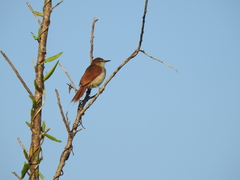 Certhiaxis cinnamomeus