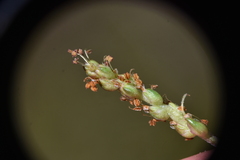 Plantago maritima juncoides