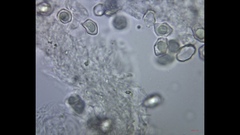 Cyanula