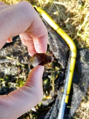 Dytiscus dimidiatus
