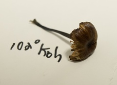 Cyanula