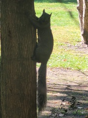 Sciurus carolinensis
