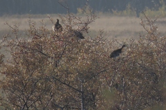 Tympanuchus phasianellus