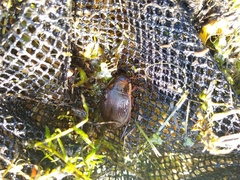Dytiscus dimidiatus