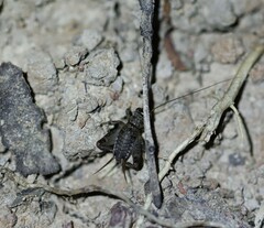Teleogryllus commodus