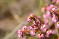 Erica similis