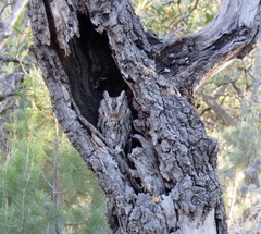 Megascops trichopsis