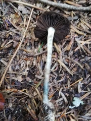 Psilocybe serbica