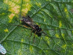 Opiinae