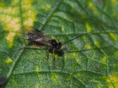 Opiinae