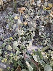 Phacelia leptosepala