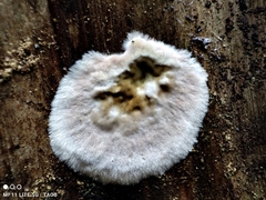 Serpula himantioides