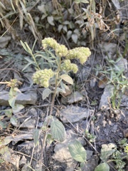 Phacelia leptosepala