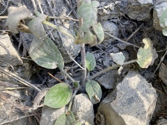Phacelia leptosepala