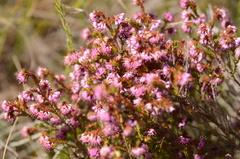 Erica similis
