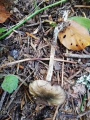 Psilocybe serbica