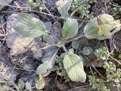Phacelia leptosepala