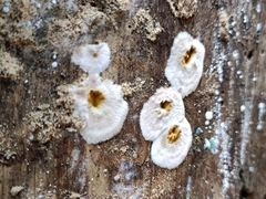 Serpula himantioides