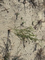 Baccharis salicina