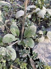 Phacelia leptosepala