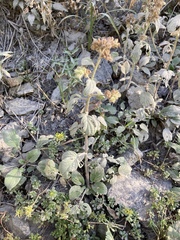 Phacelia leptosepala