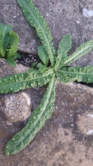 Helminthotheca echioides