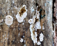 Serpula himantioides