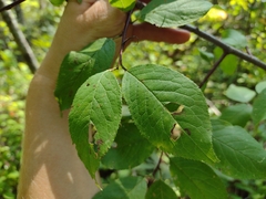 Prunus americana