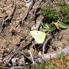 Colias croceus
