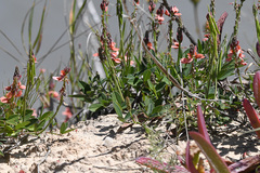 Indigofera sinusalgoae