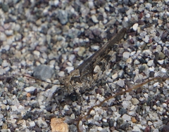 Heliastus sumichrasti