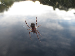 Larinioides sclopetarius