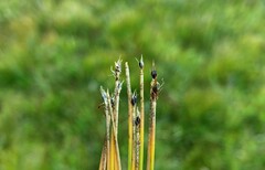 Trichophorum cespitosum