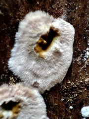 Serpula himantioides