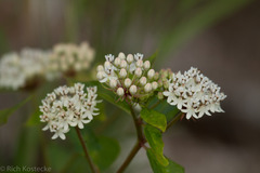 Asclepias texana