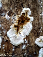 Serpula himantioides