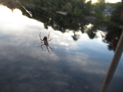 Larinioides sclopetarius