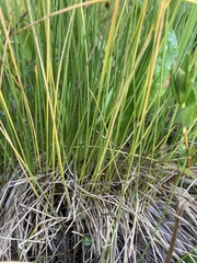 Trichophorum cespitosum