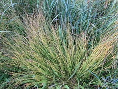 Trichophorum cespitosum