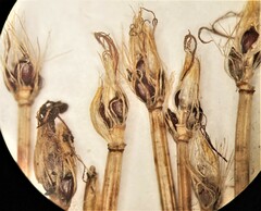 Trichophorum cespitosum