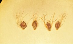 Trichophorum cespitosum