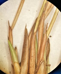 Trichophorum cespitosum