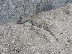 Hypsiglena ochrorhynchus