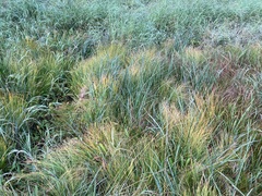 Trichophorum cespitosum