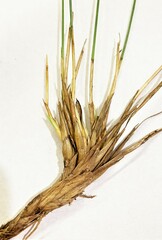 Trichophorum cespitosum