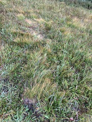 Trichophorum cespitosum