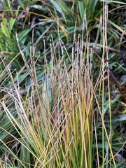 Trichophorum cespitosum